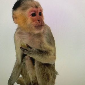 Meet your Posher, Corinne